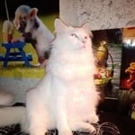 Подробнее об объявлении «Псков Пропала кошка» Фото: пропала кошка  «Псков Пропала кошка» в г. Псков