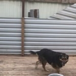 Подробнее об объявлении «Пропала собака нашедшему 10 000. Электросталь» Фото: пропала собака  «Пропала собака нашедшему 10 000. Электросталь» в г. Электросталь