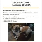 Подробнее об объявлении «Найдена собака маленькая собачка Ростов-на-Дону» Фото: найдена собака  «Найдена собака маленькая собачка Ростов-на-Дону» в г. Ростов-на-Дону