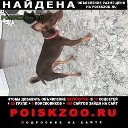 Подробнее об объявлении «Найдена собака тойтерьер коричневый окрас самка Сочи» Фото: найдена собака Той-терьер «Найдена собака тойтерьер коричневый окрас самка...» в г. Сочи