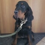 Подробнее об объявлении «Найдена собака 3.10 спаниель сеттер м.каширская Москва» Фото: найдена собака Шотландский сеттер (гордон) «Найдена собака 3.10 спаниель сеттер м.каширская...» в г. Москва