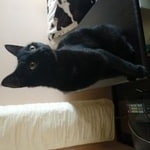 Подробнее об объявлении «Москва Найдена кошка чёрный окрас» Фото: найдена кошка  «Москва Найдена кошка чёрный окрас» в г. Москва