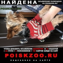 Подробнее об объявлении «Серпухов Найдена собака йоркширский терьер» Фото: найдена собака Йоркширский терьер «Серпухов Найдена собака йоркширский терьер» в г. Серпухов