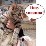 Подробнее об объявлении «Москва Найдена кошка» Фото: найдена кошка  «Москва Найдена кошка» в г. Москва