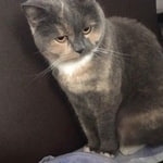 Подробнее об объявлении «Москва Пропала кошка» Фото: пропала кошка  «Москва Пропала кошка» в г. Москва