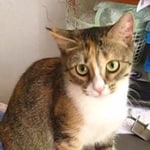 Подробнее об объявлении «Пропала кошка первомайская 32а Электросталь» Фото: пропала кошка  «Пропала кошка первомайская 32а Электросталь» в г. Электросталь