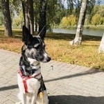 Подробнее об объявлении «Найдена собака, молодая девочка Москва» Фото: найдена собака  «Найдена собака, молодая девочка Москва» в г. Москва