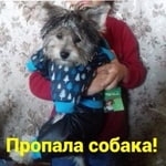 Подробнее об объявлении «Пропала собака Шахты» Фото: пропала собака  «Пропала собака Шахты» в г. Шахты