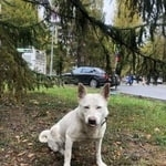 Подробнее об объявлении «Найдена собака хозяин найдись Москва» Фото: найдена собака  «Найдена собака хозяин найдись Москва» в г. Москва