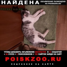 Подробнее об объявлении «Казань Найден кот» Фото: найдена кошка  «Казань Найден кот» в г. Казань