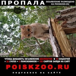 Подробнее об объявлении «Пропала кошка выпала с балкона Краснодар» Фото: пропала кошка  «Пропала кошка выпала с балкона Краснодар» в г. Краснодар