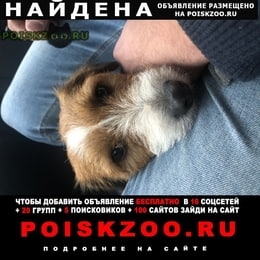 Подробнее об объявлении «Раменское Найдена собака джек рассел» Фото: найдена собака Джек рассел терьер «Раменское Найдена собака джек рассел» в г. Раменское