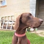 Подробнее об объявлении «Найдена собака кобель курцхаар Дмитров» Фото: найдена собака Курцхаар «Найдена собака кобель курцхаар Дмитров» в г. Дмитров