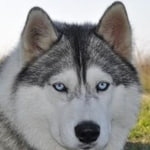 Подробнее об объявлении «Пропала собака хаски, серо-белая, девочка, глаза голубые Ломоносов» Фото: пропала собака Сибирская хаски «Пропала собака хаски, серо-белая, девочка,...» в г. Ломоносов