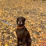 Подробнее об объявлении «Найдена собака курцхаар Москва» Фото: найдена собака Курцхаар «Найдена собака курцхаар Москва» в г. Москва