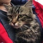 Подробнее об объявлении «Москва Найдена кошка кот, медведково» Фото: найдена кошка  «Москва Найдена кошка кот, медведково» в г. Москва