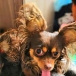 Подробнее об объявлении «Ангарск Пропала собака очень скучаю по своей любимке» Фото: пропала собака Той-терьер «Ангарск Пропала собака очень скучаю по своей...» в г. Ангарск