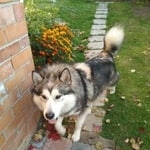 Подробнее об объявлении «Найдена собака кобель Тюмень» Фото: найдена собака  «Найдена собака кобель Тюмень» в г. Тюмень