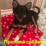 Подробнее об объявлении «Ростов-на-Дону Пропала собака» Фото: пропала собака  «Ростов-на-Дону Пропала собака» в г. Ростов-на-Дону
