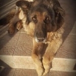 Подробнее об объявлении «Пропала собака кобель Лаишево» Фото: пропала собака Немецкая овчарка «Пропала собака кобель Лаишево» в г. Лаишево