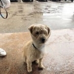 Подробнее об объявлении «Найдена собака кобель, кобель Москва» Фото: найдена собака  «Найдена собака кобель, кобель Москва» в г. Москва