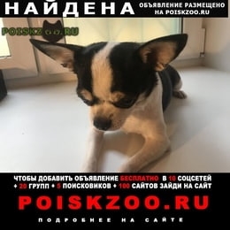 Подробнее об объявлении «Найдена собака кобель чихуахуа мальчик Москва» Фото: найдена собака Чихуахуа «Найдена собака кобель чихуахуа мальчик Москва» в г. Москва