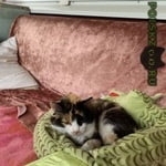 Подробнее об объявлении «Москва Найдена кошка ищет дом» Фото: найдена кошка  «Москва Найдена кошка ищет дом» в г. Москва