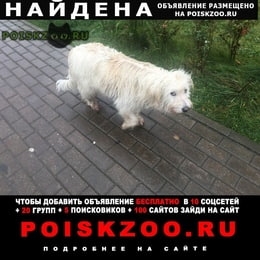 Подробнее об объявлении «Мытищи Найдена собака» Фото: найдена собака  «Мытищи Найдена собака» в г. Мытищи
