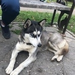 Подробнее об объявлении «Найдена собака Москва» Фото: найдена собака  «Найдена собака Москва» в г. Москва