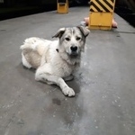 Подробнее об объявлении «Найдена собака кобель Нижний Новгород» Фото: найдена собака  «Найдена собака кобель Нижний Новгород» в г. Нижний Новгород