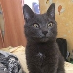 Подробнее об объявлении «Пропала кошка надеемся на помощь Оренбург» Фото: пропала кошка  «Пропала кошка надеемся на помощь Оренбург» в г. Оренбург