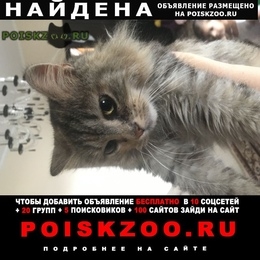 Подробнее об объявлении «Подольск Найдена кошка кто потерял ? кошка с ошейником» Фото: найдена кошка  «Подольск Найдена кошка кто потерял ? кошка с...» в г. Подольск
