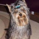 Подробнее об объявлении «Пропала собака кобель Ульяновск» Фото: пропала собака Йоркширский терьер «Пропала собака кобель Ульяновск» в г. Ульяновск