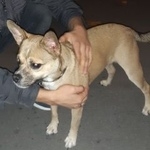 Подробнее об объявлении «Пропала собака сима Самара» Фото: пропала собака  «Пропала собака сима Самара» в г. Самара