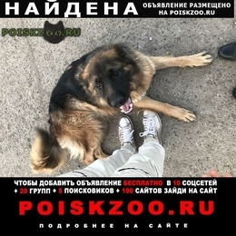 Подробнее об объявлении «Найдена собака Набережные Челны» Фото: найдена собака Немецкая овчарка «Найдена собака Набережные Челны» в г. Набережные Челны