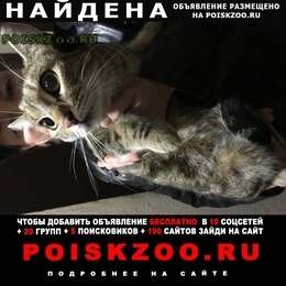 Подробнее об объявлении «Найден кот Тверь» Фото: найдена кошка  «Найден кот Тверь» в г. Тверь
