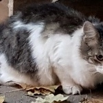 Подробнее об объявлении «Москва Найдена кошка домашняя белая с темными пятнами кошечка» Фото: найдена кошка  «Москва Найдена кошка домашняя белая с темными...» в г. Москва
