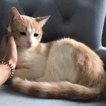 Подробнее об объявлении «Нижний Новгород Пропал кот» Фото: пропала кошка  «Нижний Новгород Пропал кот» в г. Нижний Новгород