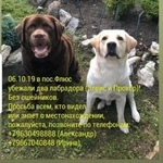 Подробнее об объявлении «Пропала собака кобель шоколадный Екатеринбург» Фото: пропала собака Лабрадор ретривер «Пропала собака кобель шоколадный Екатеринбург» в г. Екатеринбург