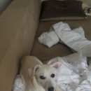 Подробнее об объявлении «Найдена собака. Курск» Фото: найдена собака Джек рассел терьер «Найдена собака. Курск» в г. Курск