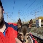 Подробнее об объявлении «Найдена собака Курган» Фото: найдена собака  «Найдена собака Курган» в г. Курган