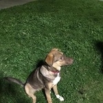 Подробнее об объявлении «Лобня Найдена собака с красным ошейником» Фото: найдена собака  «Лобня Найдена собака с красным ошейником» в г. Лобня