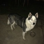 Подробнее об объявлении «Краснодар Найдена собака кобель хаски» Фото: найдена собака  «Краснодар Найдена собака кобель хаски» в г. Краснодар