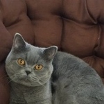 Подробнее об объявлении «Электроугли Пропал кот» Фото: пропала кошка  «Электроугли Пропал кот» в г. Электроугли