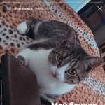Подробнее об объявлении «Казань Пропала кошка кошечка, розовый ошейник» Фото: пропала кошка  «Казань Пропала кошка кошечка, розовый ошейник» в г. Казань