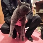 Подробнее об объявлении «Москва Найдена кошка в районе люблино и марьино» Фото: найдена кошка Британская короткошерстная «Москва Найдена кошка в районе люблино и марьино» в г. Москва