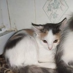 Подробнее об объявлении «Пропала кошка город Воскресенск» Фото: пропала кошка  «Пропала кошка город Воскресенск» в г. Воскресенск