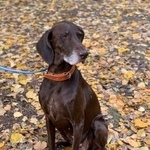 Подробнее об объявлении «Найдена собака сука курцхаара Москва» Фото: найдена собака Курцхаар «Найдена собака сука курцхаара Москва» в г. Москва