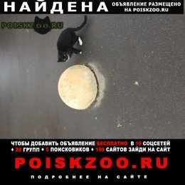 Подробнее об объявлении «Москва Найдена кошка ищет дом.» Фото: найдена кошка  «Москва Найдена кошка ищет дом.» в г. Москва