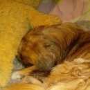 Подробнее об объявлении «Найдена собака кобель пекинес Ульяновск» Фото: найдена собака Пекинес «Найдена собака кобель пекинес Ульяновск» в г. Ульяновск